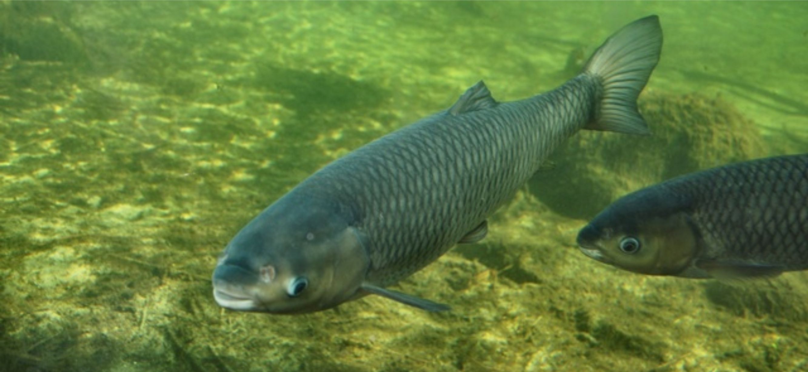 What is the Difference Between White Amur and Grass Carp?