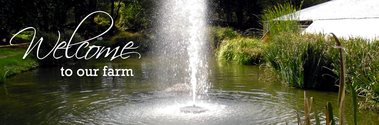 Maintain Your Pond's Beauty with Our Affordable Aerating Fountain
