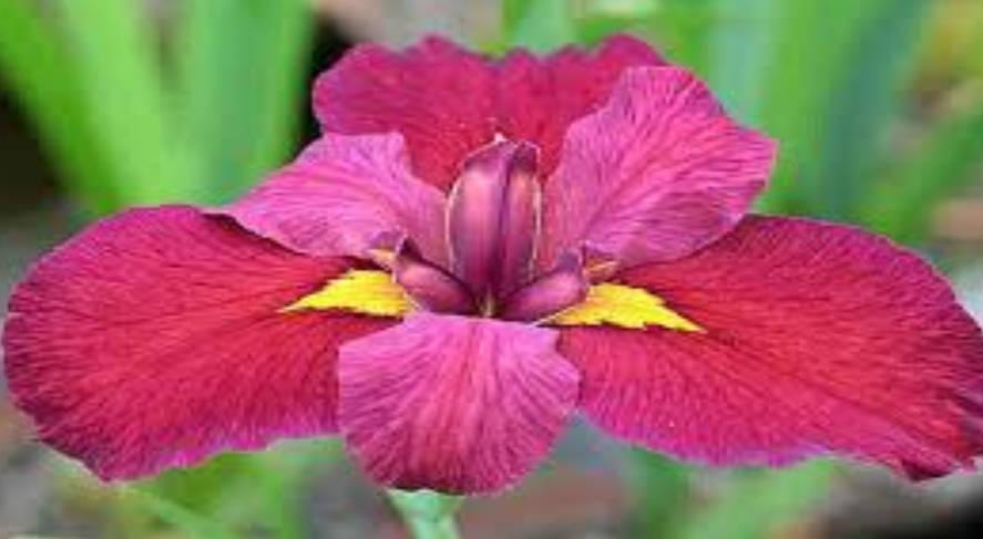 Ann Chowing Water Iris | Freshwater Farms of Ohio