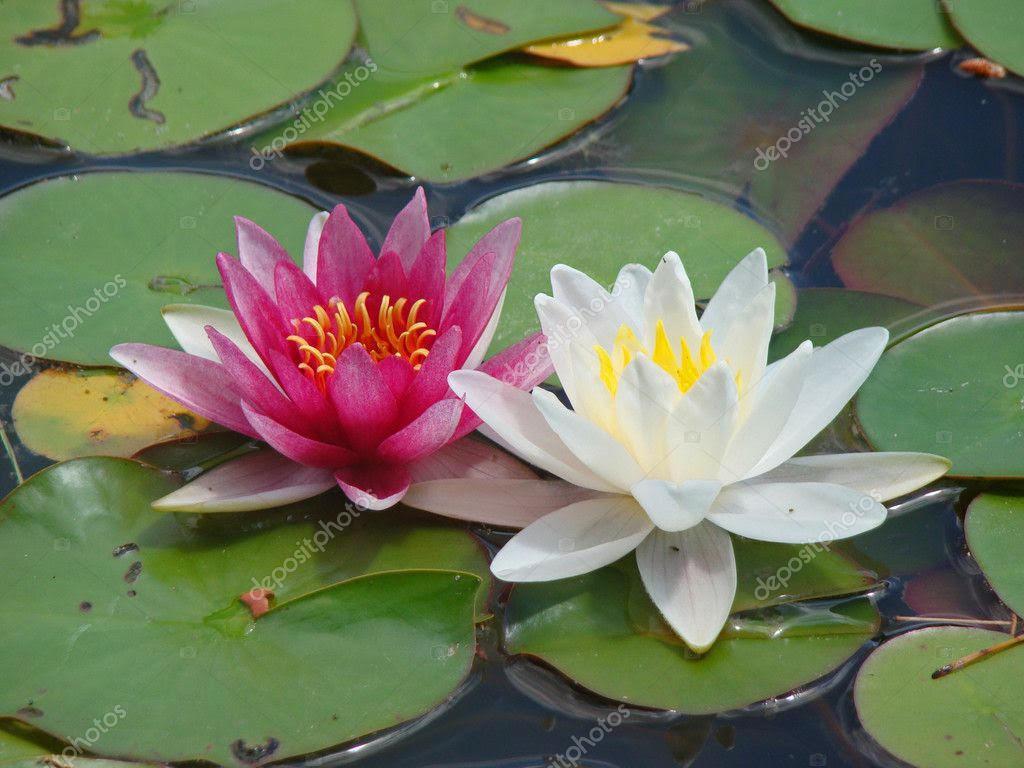 Assorted Water Liles - pink&white | Freshwater Farms of Ohio