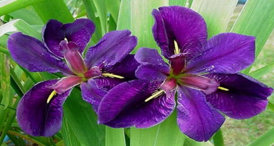 Black Gamecock Water Iris | Freshwater Farms of Ohio