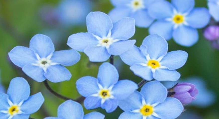 Forget-Me-Nots: Tips and Symbolism of These Pretty Blue Flowers - Farmers'  Almanac