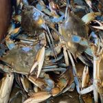 saltwater crabs